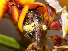 Lasioglossum calophyllae