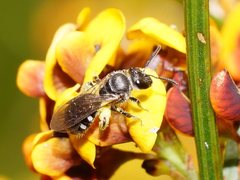 Lasioglossum calophyllae