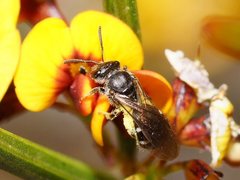 Lasioglossum calophyllae
