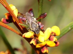 Lasioglossum calophyllae