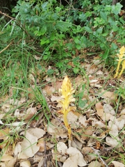 Orobanche hederae