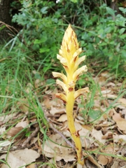Orobanche hederae