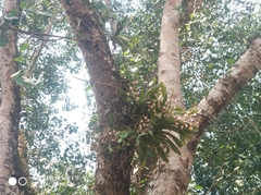 Aerides
