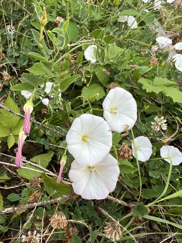 Slak (Convolvulus)