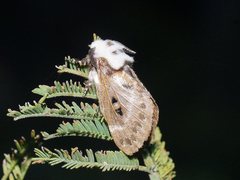Genduara punctigera