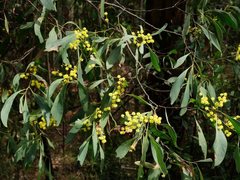 Acacia obliquinervia
