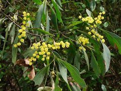 Acacia obliquinervia