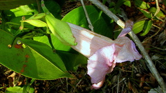 Bignonia corymbosa