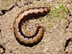 Isocladosoma maculatum