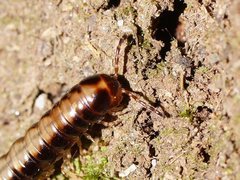 Isocladosoma maculatum