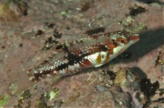 Halichoeres nebulosus