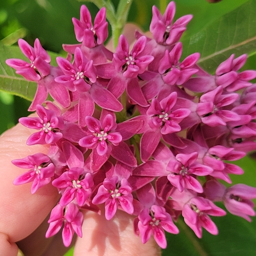 Asclepias purpurascens