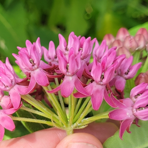 Asclepias purpurascens