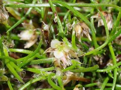 Laxmannia orientalis