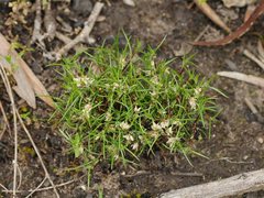 Laxmannia orientalis