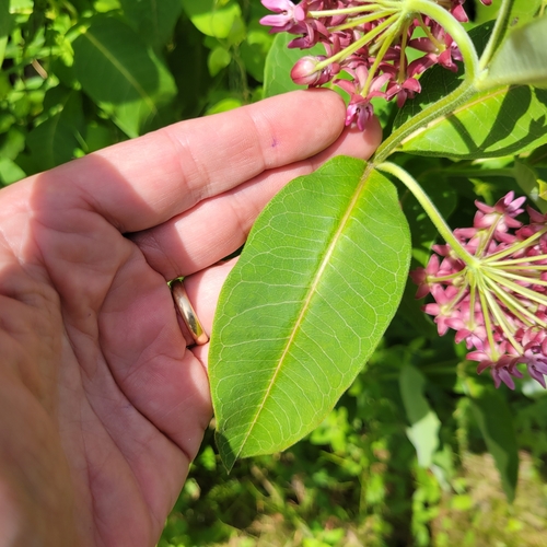 Asclepias purpurascens