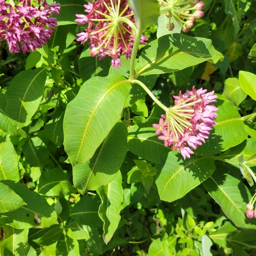 Asclepias purpurascens