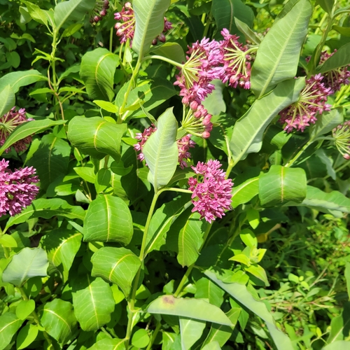 Asclepias purpurascens
