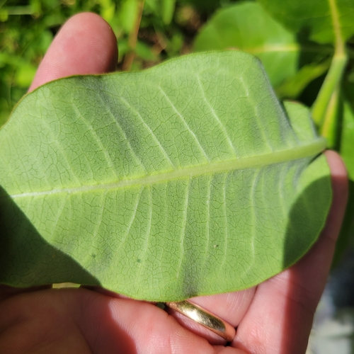 Asclepias purpurascens