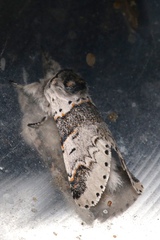 Furcula occidentalis