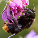Cuckoo Bumble Bees - Photo (c) Urmas Tartes, some rights reserved (CC BY-NC), uploaded by Urmas Tartes