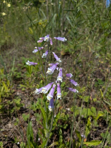 Penstemon hirsutus