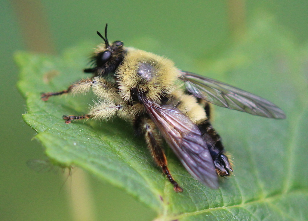Yellow-waisted Laphria