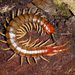 Orange-footed Centipede - Photo (c) Reiner Richter, some rights reserved (CC BY-NC-SA), uploaded by Reiner Richter