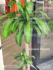 Dracaena fragrans
