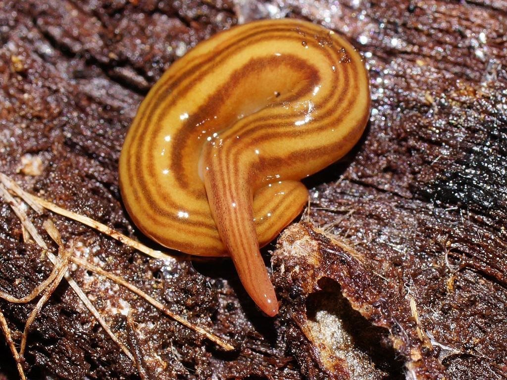 five-striped flatworm