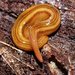 Five-striped Flatworm - Photo (c) Reiner Richter, some rights reserved (CC BY-NC-SA), uploaded by Reiner Richter