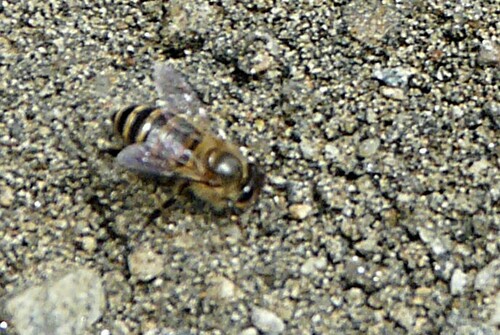 Asian Honey Bee
