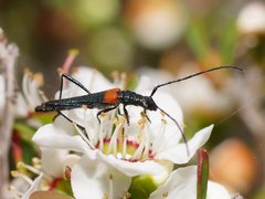 Oroderes humeralis