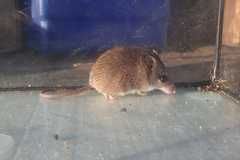 Acomys selousi