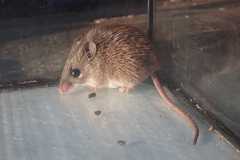 Acomys selousi