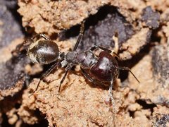 Camponotus suffusus