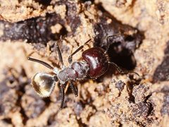 Camponotus suffusus