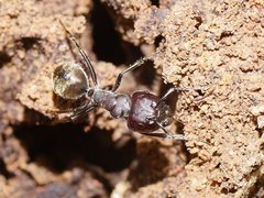 Camponotus suffusus