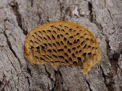 Hexagonia vesparia