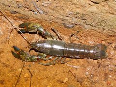 Cherax