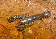 Cherax