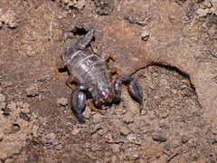 Urodacus manicatus