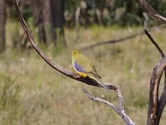 Neophema chrysostoma