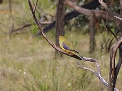 Neophema chrysostoma