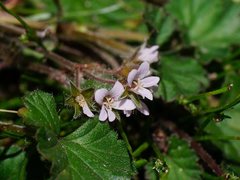 Pelargonium littorale
