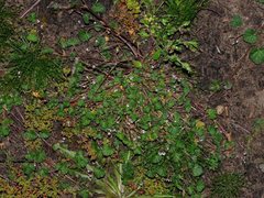 Pelargonium littorale