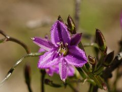 Thysanotus patersonii