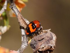 Ditropidus pulchellus