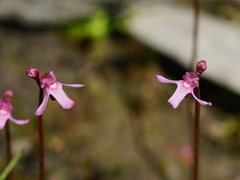 Utricularia tenella