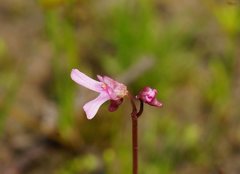 Utricularia tenella